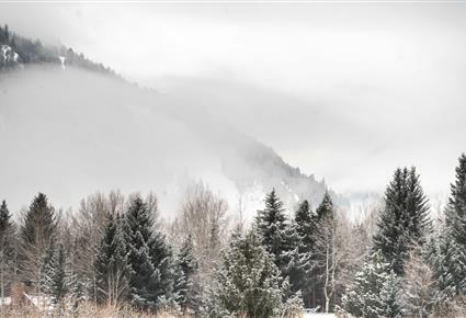 Mountain Forest